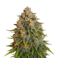 thumb of Plante de Cherry Pie Auto