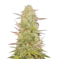 thumb of Plante de cannabis Chronic