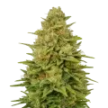 thumb of Plante de Colombian Gold Auto