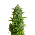 thumb of Plante de Critical Auto