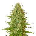 thumb of Plante de Critical Jack Auto