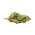 thumb of Bud de Critical Purple Auto