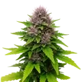 thumb of Plante de Critical Purple Auto