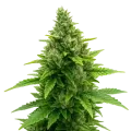 thumb of Plante de Diesel Auto