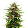 thumb of Plante de Durban Poison Auto