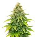 thumb of Plante de Fat Bastard Auto