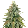 thumb of Fat Bastard plante