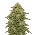 thumb of Plante de Gelato Auto