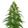 thumb of Plante de Girl Scout Cookies Auto