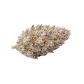 thumb of Tête de cannabis Glitter Bomb