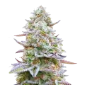 thumb of Plante de cannabis Glitter Bomb