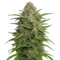 thumb of Plante de GMO Cookies Auto
