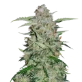 thumb of Plante de GMO Cookies