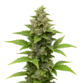 thumb of Plante de Godfather OG Auto