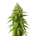 thumb of Plante de Gorilla Glue Auto