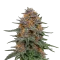 thumb of Plante de Granddaddy Purple Auto