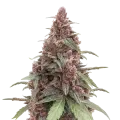 thumb of Plante de cannabis Grandmommy Purple