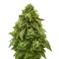 thumb of Plante de Green Crack Auto