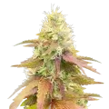 thumb of Plante de cannabis Gumbo
