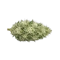 thumb of Tête de cannabis Gush Mints Autoflower