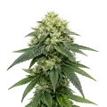thumb of Plante de cannabis Gush Mints Autoflower