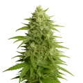 thumb of Plante de Haze Auto