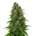 thumb of Plante de Hindu Kush Auto