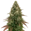 thumb of Plante de Ice Cream Cake Auto