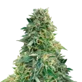 thumb of Jack Herer Plante