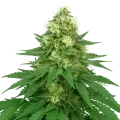 thumb of Plante de Jack Widow Auto