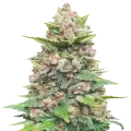 thumb of Plante de la Jealousy