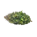 thumb of Tête de cannabis Kali Mist
