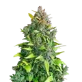 thumb of Plante de cannabis Kali Mist
