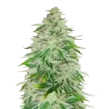 thumb of Kalifa Kush Plante