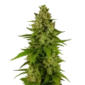 thumb of Plante de Kiwi Kush Auto