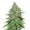 thumb of Plante de LA Confidential Auto