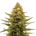 thumb of Plante de Lemon Auto