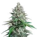 thumb of Lemon Cherry Gelato Plante