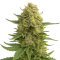thumb of Plante de Love Potion Auto