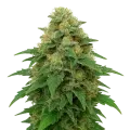 thumb of Plante de Lowryder Auto