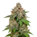 thumb of Plante de LSD Auto