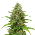 thumb of Plante de Magnum Auto