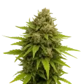 thumb of Plante de Maui Waui Auto
