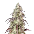 thumb of Plante de cannabis Mendo Breath
