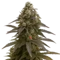 thumb of Plante de Mimosa Auto