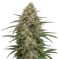 thumb of Moby Dicky Plante