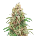 thumb of Motor Breath Plante