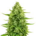 thumb of Plante de Northern Lights Auto