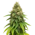 thumb of Plante de Northern Lights X Big Bud Auto