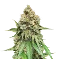 thumb of Northern Lights x Big Bud Plante